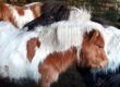 Shetland Ponies de Eladon